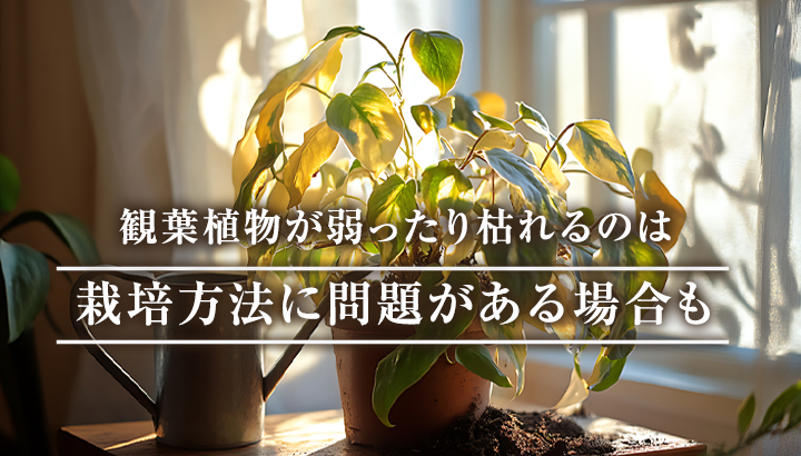 耐寒性の弱い観葉植物が冬に枯れる理由