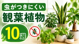 虫がつきにくい観葉植物の種類10選｜虫がつかない育て方と対処法