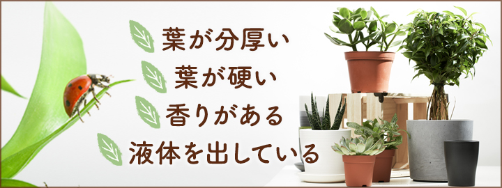 虫がつきにくい観葉植物の特徴