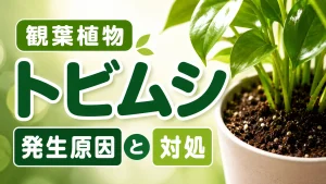 観葉植物につく「トビムシ」の発生原因と対処法・防止法を解説
