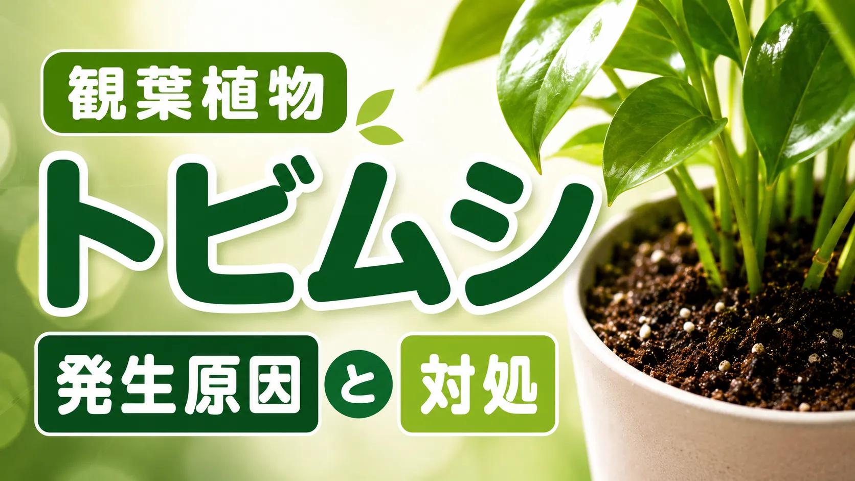 観葉植物につく「トビムシ」の発生原因と対処法・防止法を解説