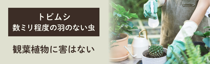 観葉植物につく「トビムシ」とは？