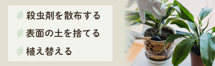 観葉植物につくトビムシの駆除方法