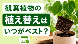 観葉植物の植え替えはいつがベスト？失敗しない方法・時期・土と鉢の選び方を完全解説