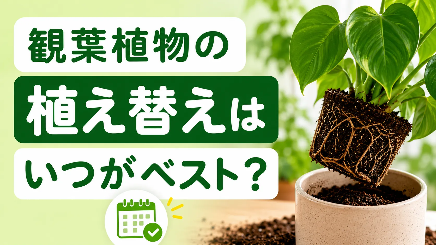 観葉植物の植え替えはいつがベスト？失敗しない方法・時期・土と鉢の選び方を完全解説