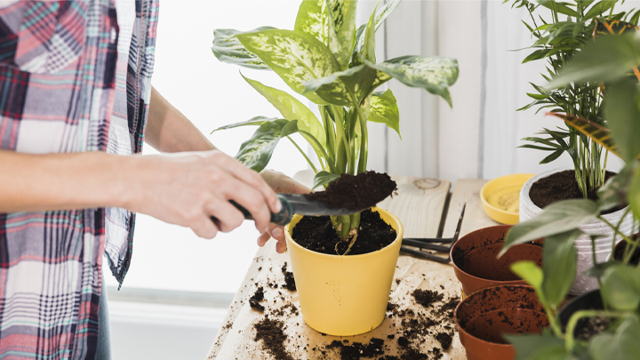 観葉植物の植え替え方法・手順！時期や植え替え後の対応も解説