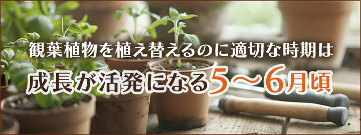 観葉植物の植え替え時期