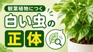 観葉植物につく白い虫の正体は何？原因と対処法・予防を解説
