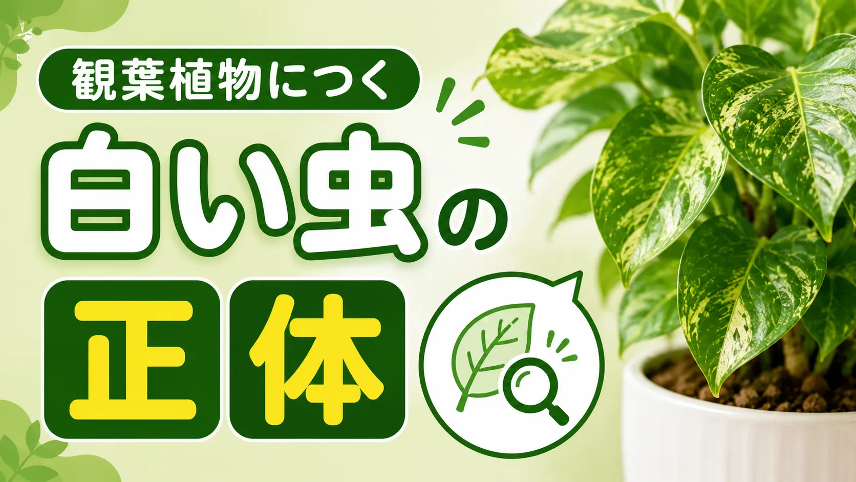 観葉植物につく白い虫の正体は何？原因と対処法・予防を解説
