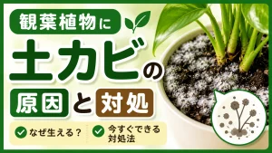 観葉植物に生えた土カビの原因と対処法・予防法を解説