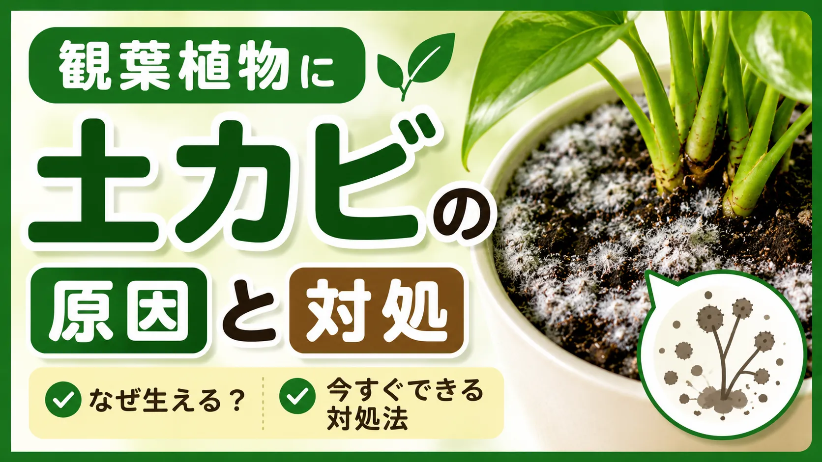 観葉植物に生えた土カビの原因と対処法・予防法を解説
