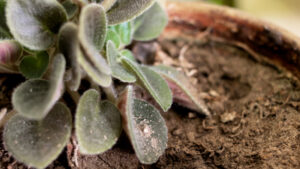 観葉植物に生えた土カビの原因と対処法・予防法を解説