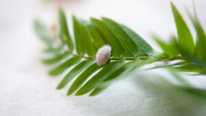 観葉植物につく白い虫の正体は何？原因と対処法・予防を解説