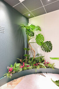 受付植物2