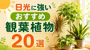 日光に強いおすすめ観葉植物20選｜植物の特徴や育てるコツも解説