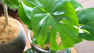日光に強いおすすめ観葉植物20選｜植物の特徴や育てるコツも解説