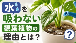 水を吸わない観葉植物の理由とは？枯れる前に確認すべきポイント