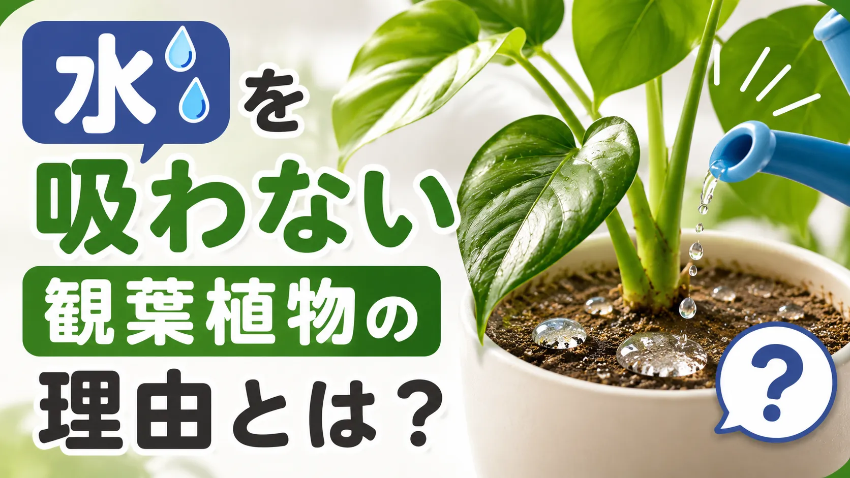 水を吸わない観葉植物の理由とは？枯れる前に確認すべきポイント