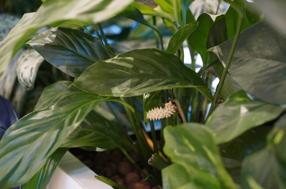 水を吸わない観葉植物の理由とは？枯れる前に確認すべきポイント