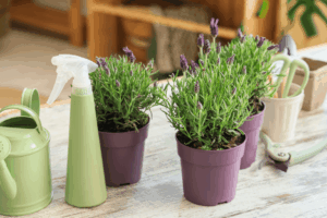 観葉植物_ジョウロ