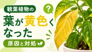 観葉植物の葉が黄色くなった！原因10個と今すぐできる対処法・復活のコツ