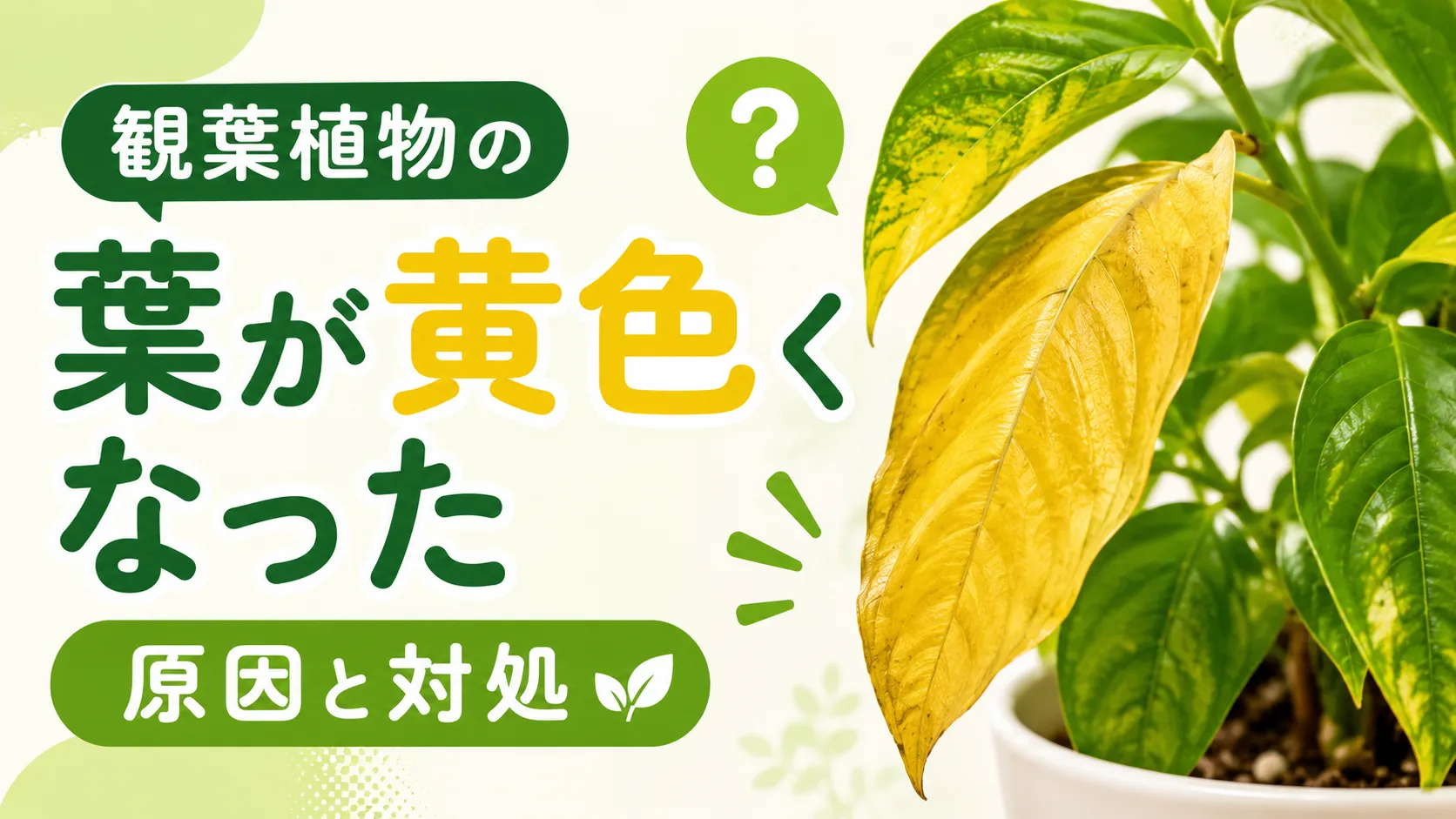 観葉植物の葉が黄色くなった！原因10個と今すぐできる対処法・復活のコツ