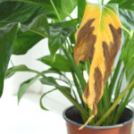 観葉植物の葉が黄色くなる原因と対処10個｜予防法も解説