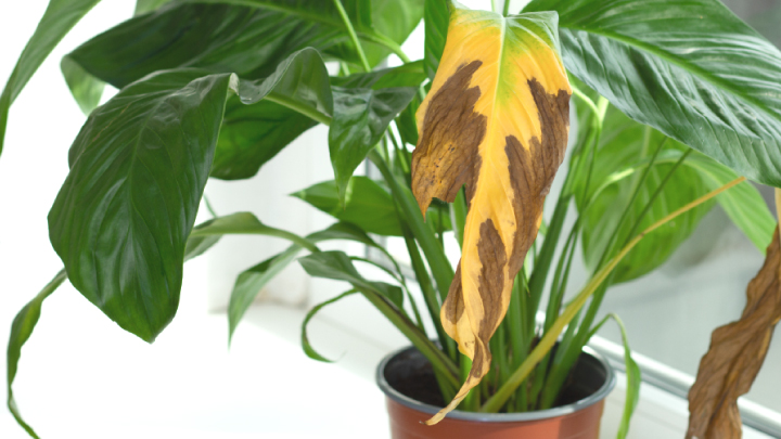 観葉植物の葉が黄色くなる原因と対処10個｜予防法も解説