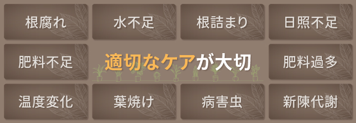 観葉植物の葉が黄色くなる原因と対策