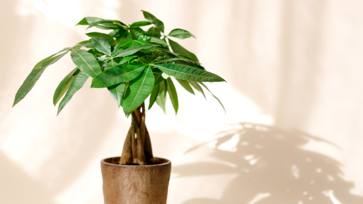 金運を高めると言われるおすすめ観葉植物10選｜置き場所や方角も