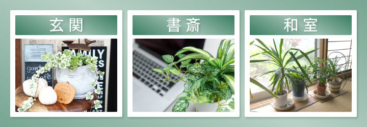 金運を高めるとされる観葉植物の置き場所