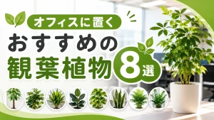 オフィスに置くおすすめの観葉植物8選｜選ぶポイントや注意点を解説