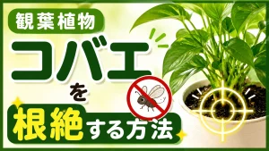 観葉植物のコバエを根絶する方法｜種類の見分け方から二度と繰り返さない予防策まで