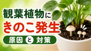 【必見】観葉植物にきのこ発生！原因・駆除・予防ぜんぶ教えます