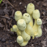 【必見】観葉植物にきのこ発生！原因・駆除・予防ぜんぶ教えます