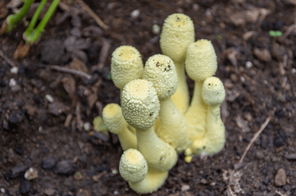【必見】観葉植物にきのこ発生！原因・駆除・予防ぜんぶ教えます