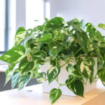 観葉植物をオフィスに置く効果7選｜選び方や人気の観葉植物も紹介！