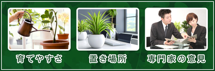 オフィスに置く観葉植物を選ぶポイント