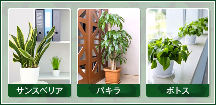 オフィスにおすすめの観葉植物