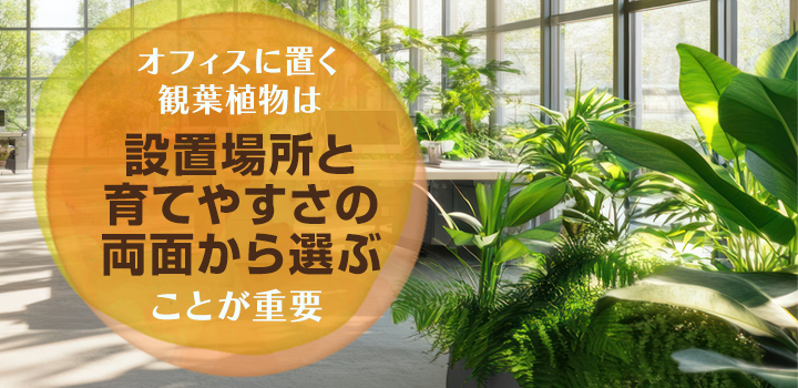 オフィスに置く観葉植物の選び方