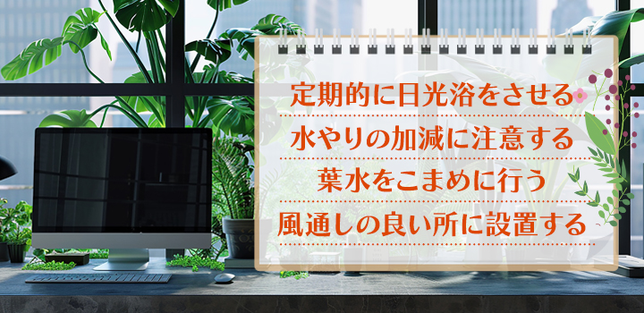 観葉植物をオフィスに置くときの注意点