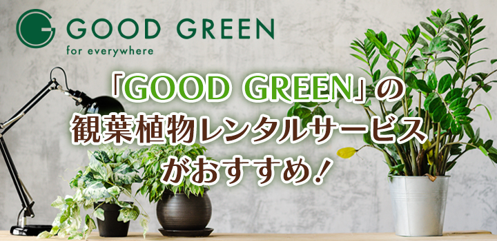 オフィスに観葉植物を置くならレンタルが簡単！