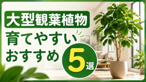 大型観葉植物の初心者さん必見！ 枯らさない＆育てやすいおすすめ5選