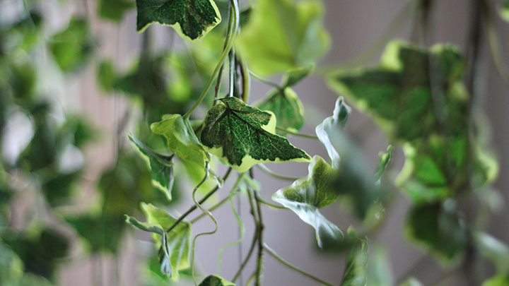 観葉植物で空間を仕切る！フェイクとの違いやおしゃれな活用例を紹介
