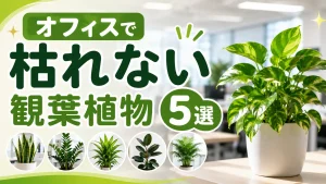 オフィスに設置して枯れない観葉植物5選｜枯らさないコツも紹介
