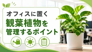 オフィスに置く観葉植物を管理するポイントは？プロに任せるメリットも