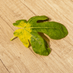 観葉植物の葉が落ちるのはSOSサイン！復活の秘訣とNG習慣を大公開