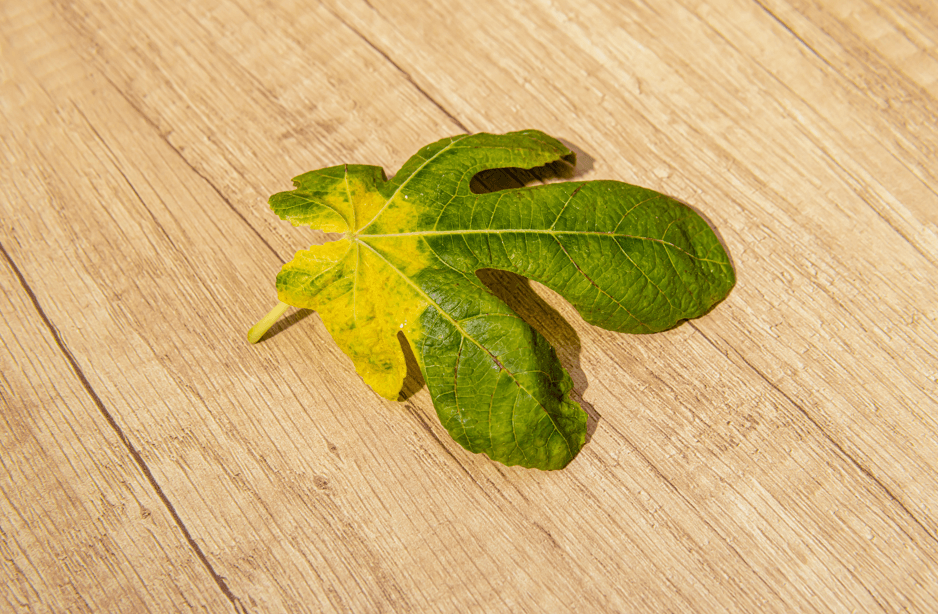 観葉植物の葉が落ちるのはSOSサイン！復活の秘訣とNG習慣を大公開