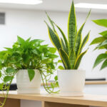 オフィスに設置して枯れない観葉植物5選｜枯らさないコツも紹介