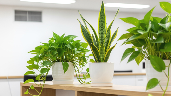 オフィスに設置して枯れない観葉植物5選｜枯らさないコツも紹介